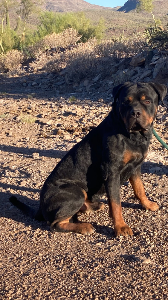 Brutus