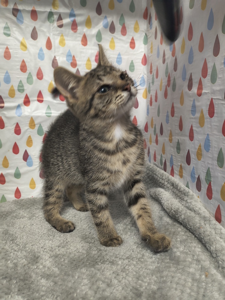 Cara, an adoptable Domestic Short Hair in Moses Lake, WA, 98837 | Photo Image 1