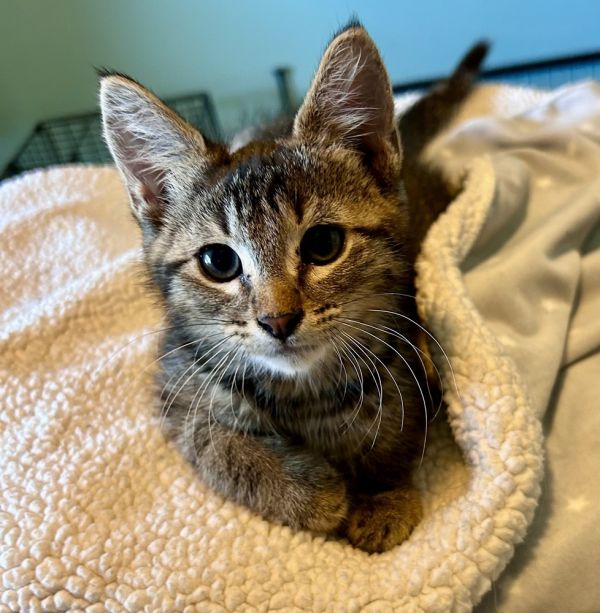 Niko