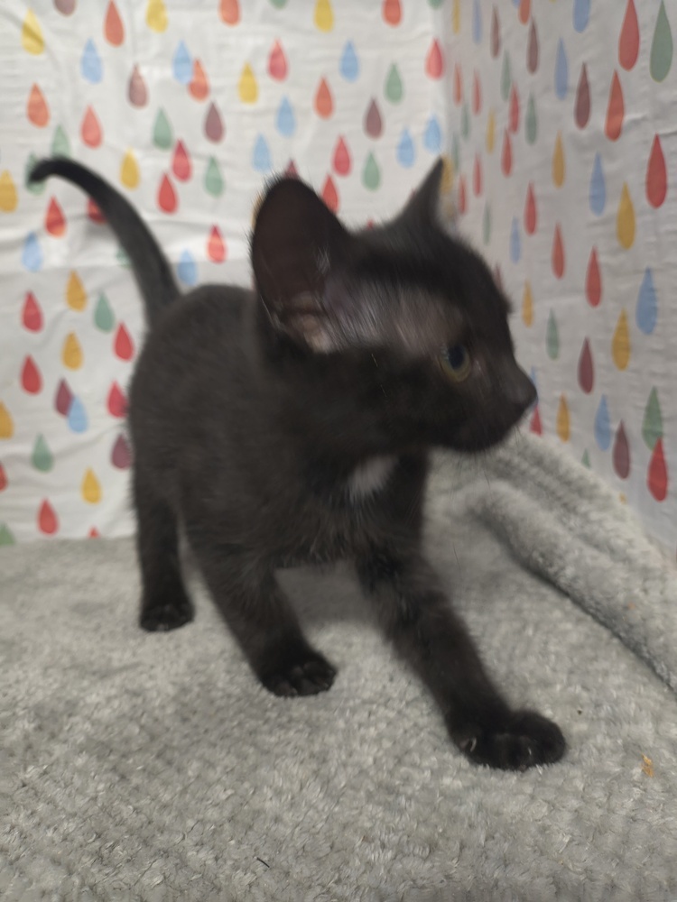 Grogu, an adoptable Domestic Short Hair in Moses Lake, WA, 98837 | Photo Image 1