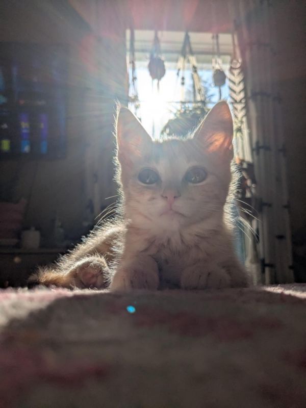 Creamsicle VI