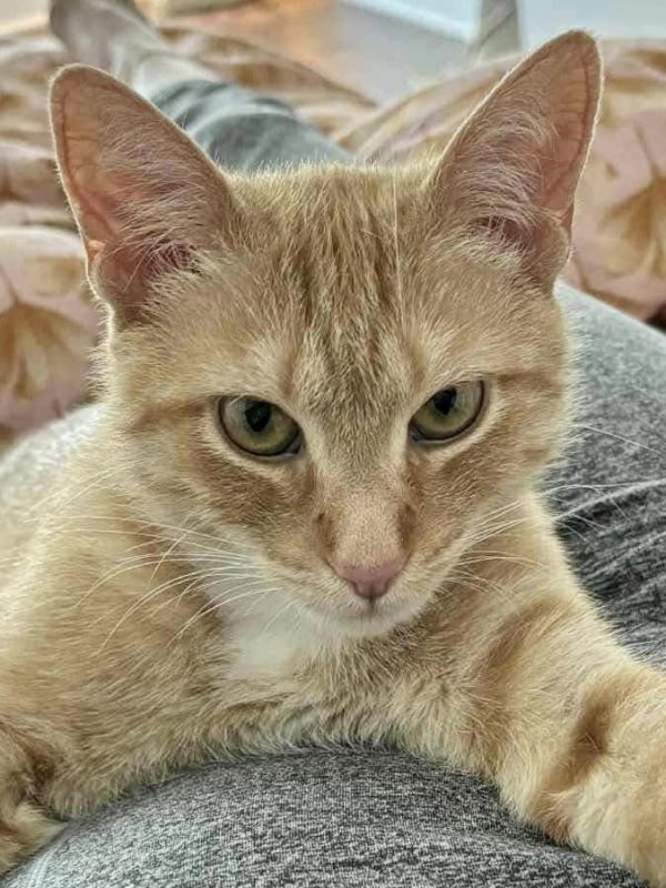 Ginger