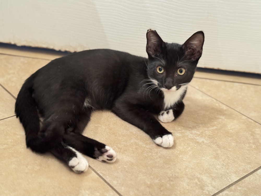 Remy