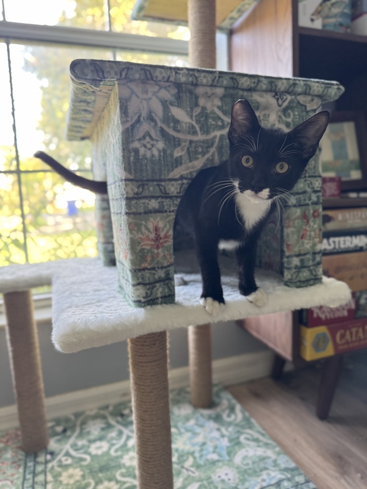 Remy