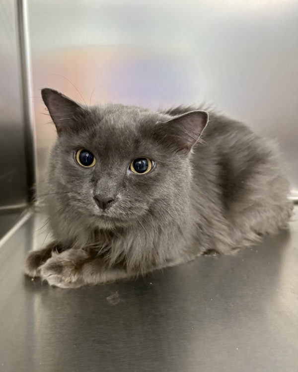 Merlin