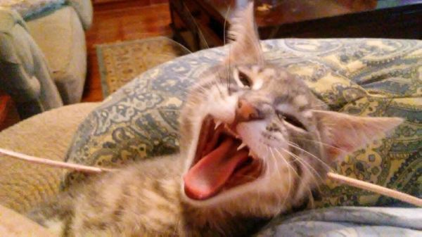 Little Gray thumbnail 2