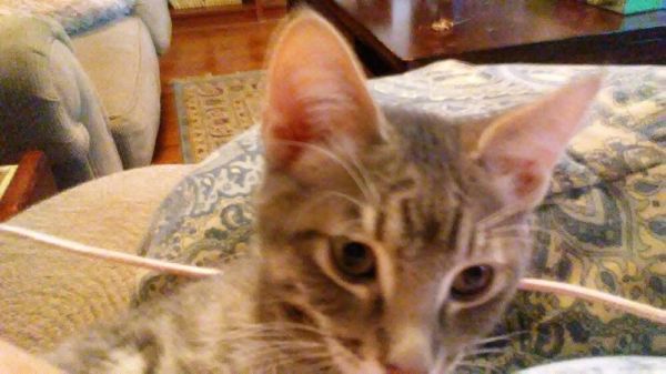 Little Gray thumbnail 3