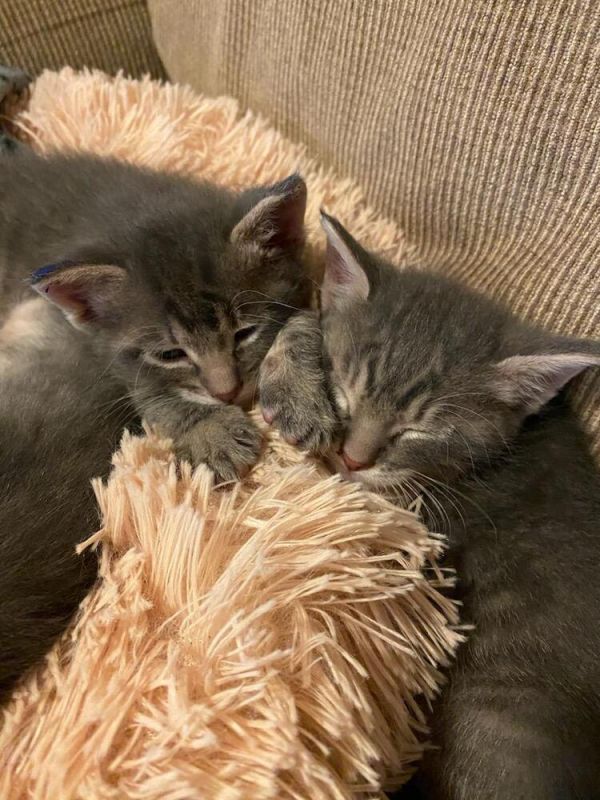 Little Gray thumbnail 4