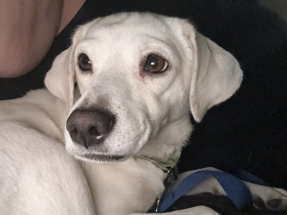 Sundae, an adoptable Beagle, Labrador Retriever in Halifax, NS, B3J 3A5 | Photo Image 1