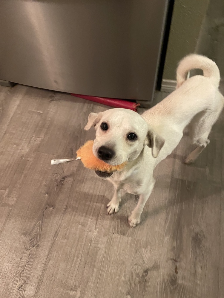 Sundae, an adoptable Beagle, Labrador Retriever in Halifax, NS, B3J 3A5 | Photo Image 4