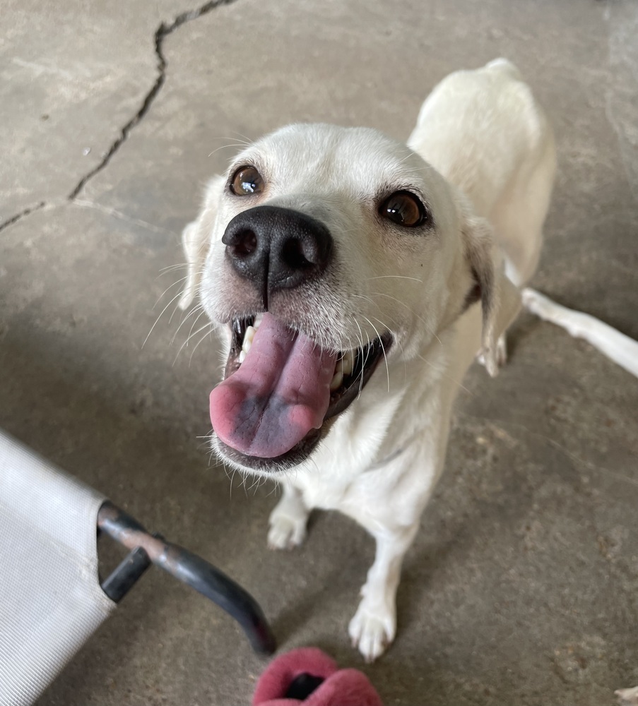 Sundae, an adoptable Beagle, Labrador Retriever in Halifax, NS, B3J 3A5 | Photo Image 5