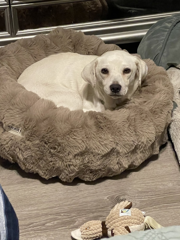 Sundae, an adoptable Beagle, Labrador Retriever in Halifax, NS, B3J 3A5 | Photo Image 6