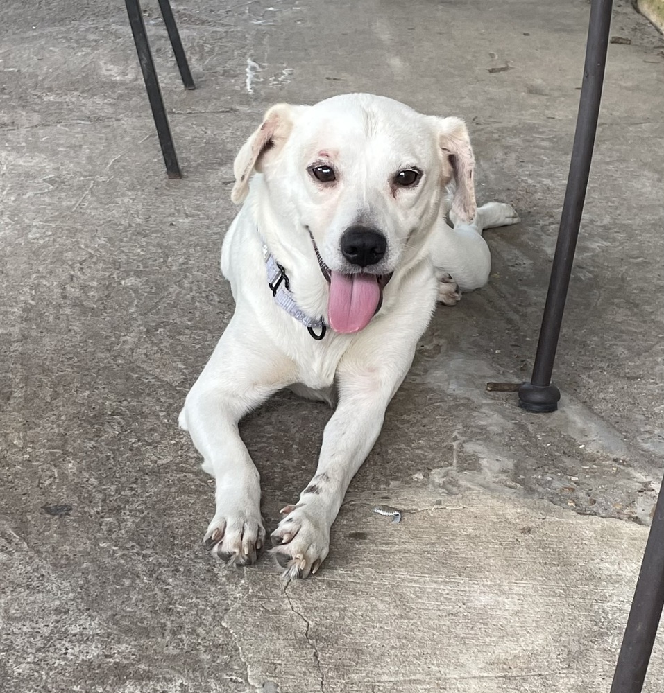 Sprinkles, an adoptable Labrador Retriever, Beagle in Halifax, NS, B3J 3A5 | Photo Image 1