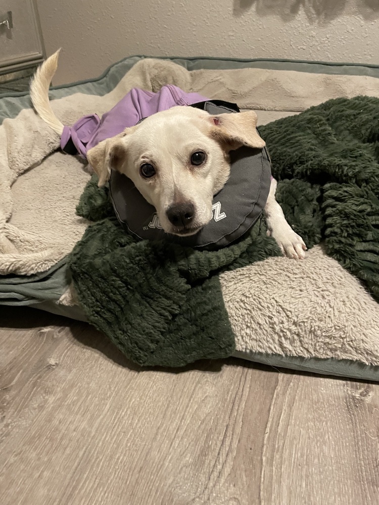 Sprinkles, an adoptable Labrador Retriever, Beagle in Halifax, NS, B3J 3A5 | Photo Image 2