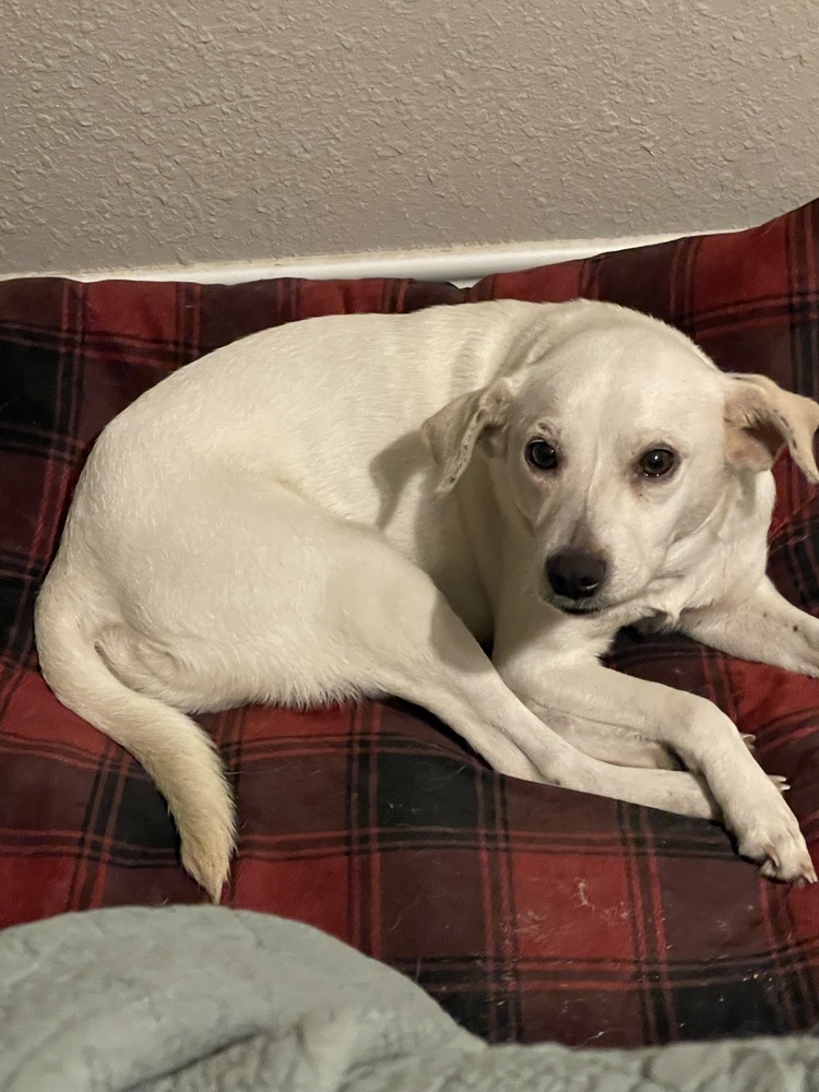 Sprinkles, an adoptable Labrador Retriever, Beagle in Halifax, NS, B3J 3A5 | Photo Image 3