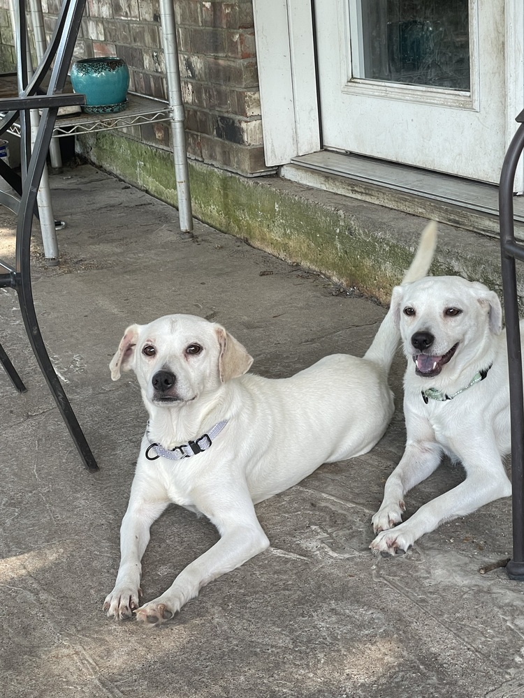 Sprinkles, an adoptable Labrador Retriever, Beagle in Halifax, NS, B3J 3A5 | Photo Image 4