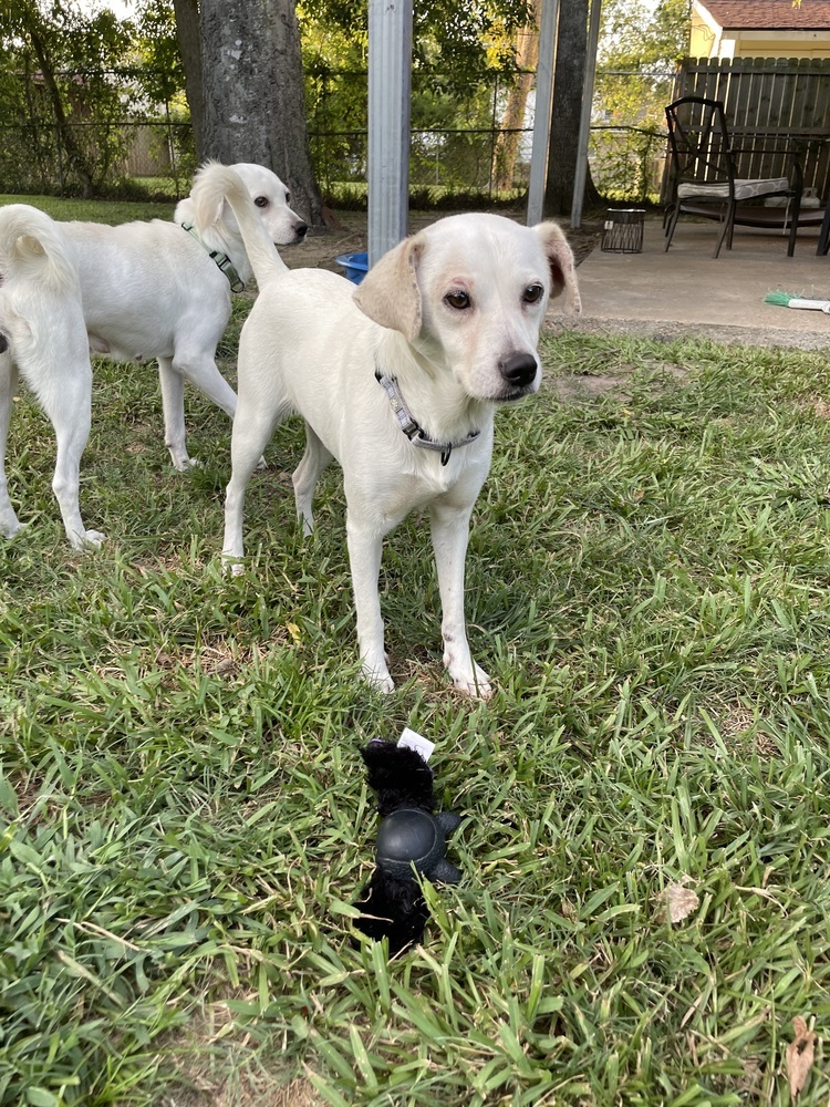 Sprinkles, an adoptable Labrador Retriever, Beagle in Halifax, NS, B3J 3A5 | Photo Image 5