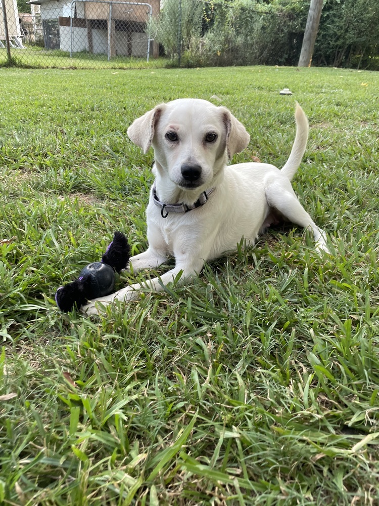 Sprinkles, an adoptable Labrador Retriever, Beagle in Halifax, NS, B3J 3A5 | Photo Image 6