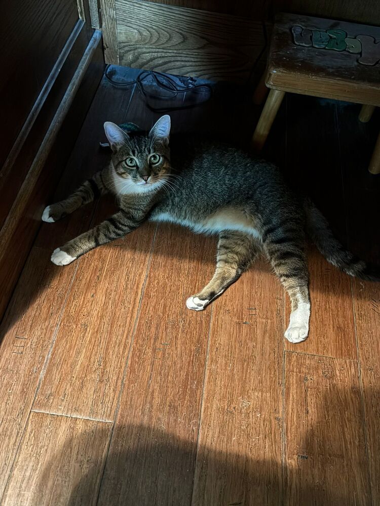 Sphinx