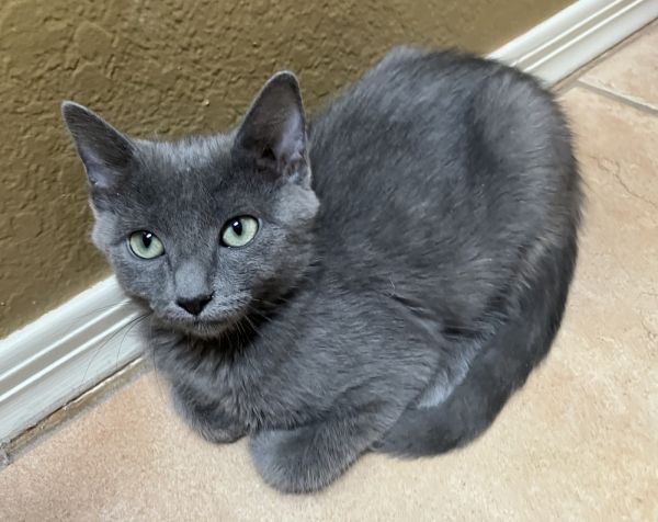 Purrl Grey