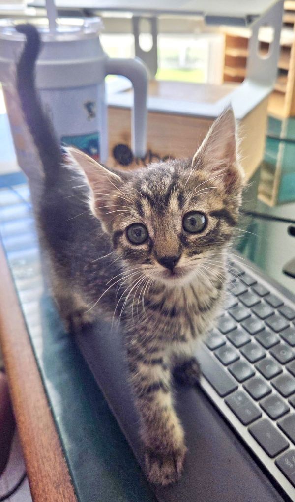 Miss Meowdy (Available for pre-adoption)