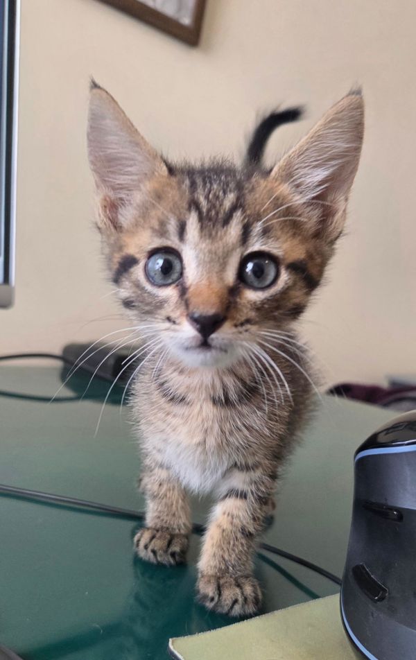 Grumble (Available for pre-adoption)