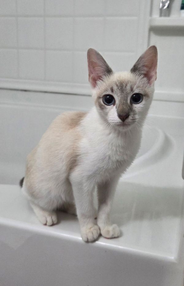 Triple Play (Available for pre-adoption)