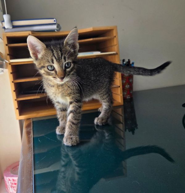 Hissy Pants (Available for pre-adoption)
