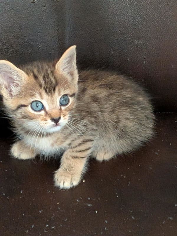 Lickin Paw (Available for pre-adoption)