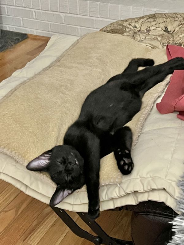 Tito (Available for pre-adoption)