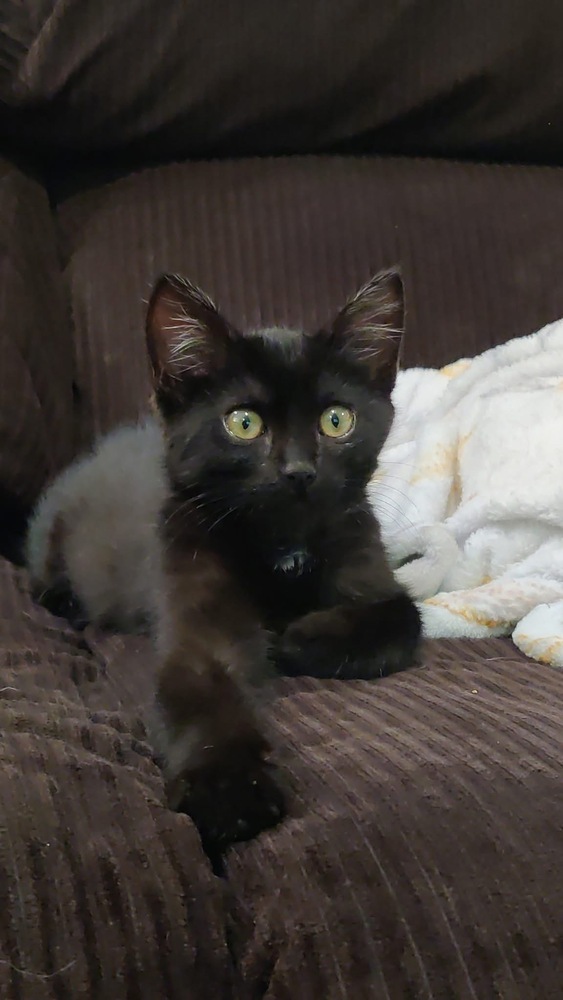 **Cat Cafe** Pomona