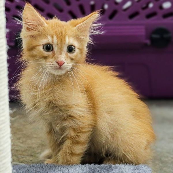 **Cat Cafe** Herbert