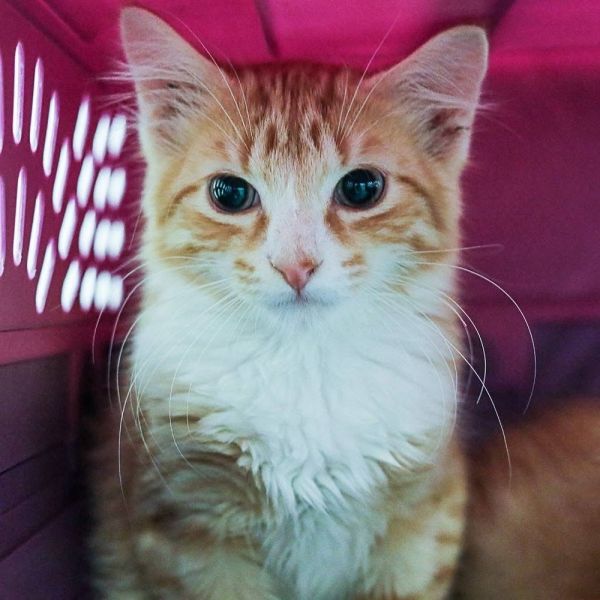 **Cat Cafe** Homer