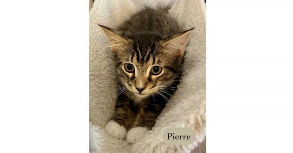 Pierre