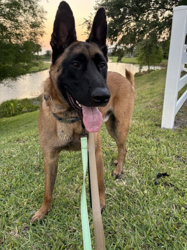 Ryker - Located in RI