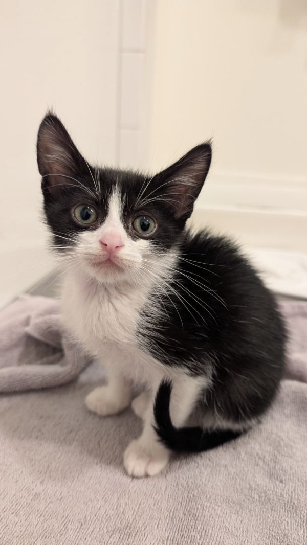 Figaro