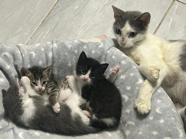 Tweety (Twinkle Toes Litter)