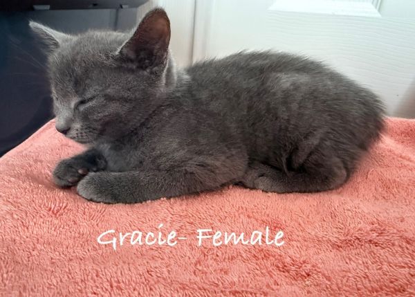 Gracie (Uh Oh Litter)