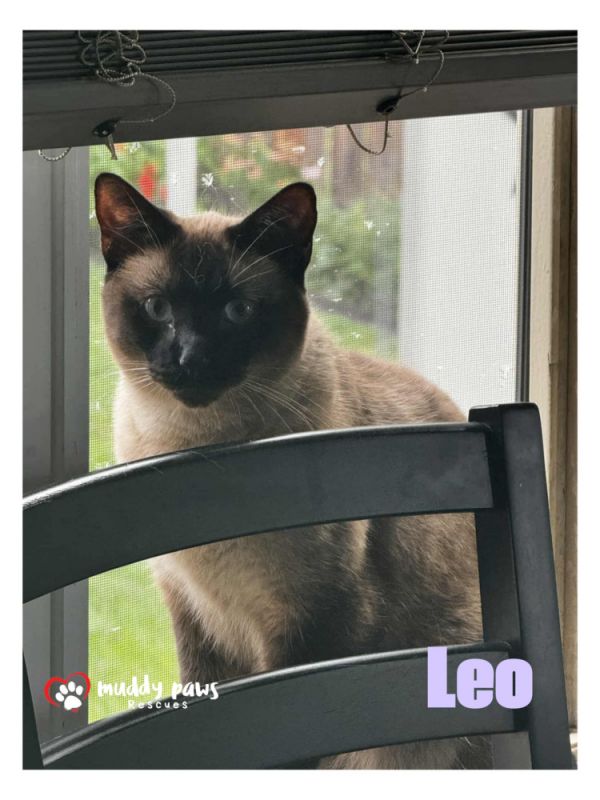 Leo (Courtesy Post)