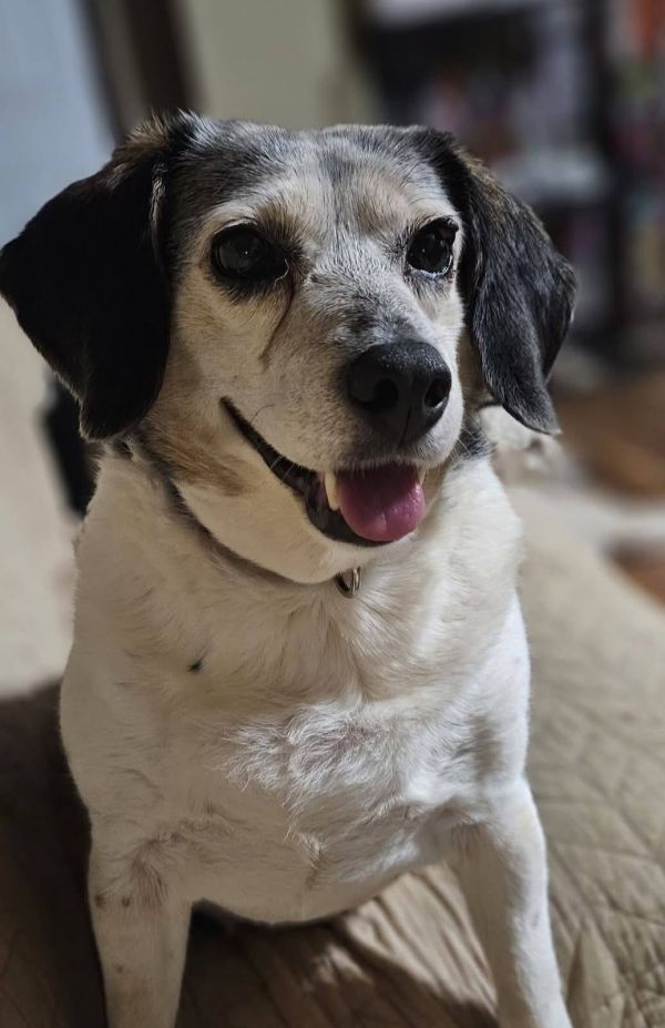 Sadie Mae thumbnail 2
