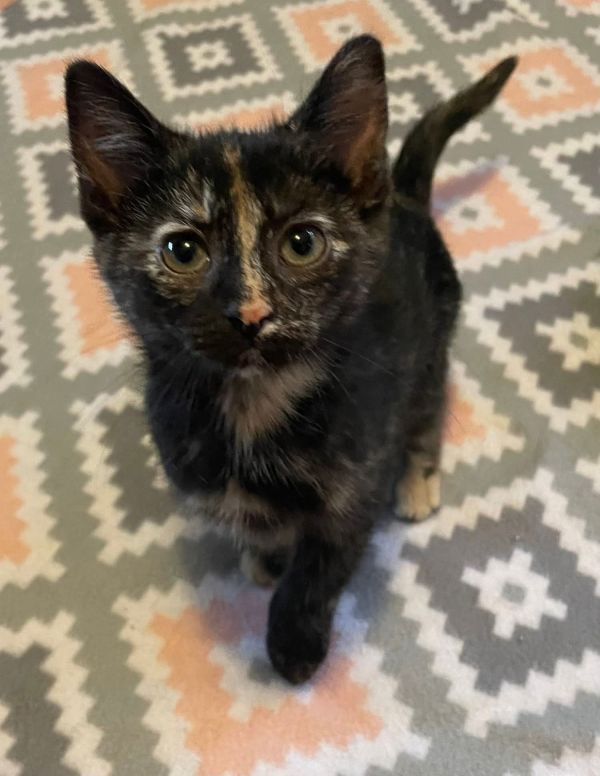 Gracie