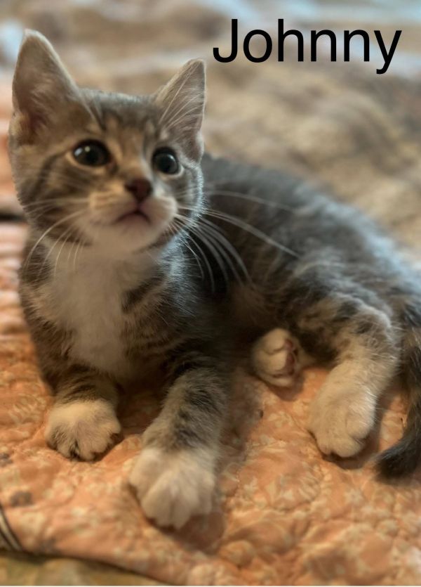 Rose Litter Kittens
