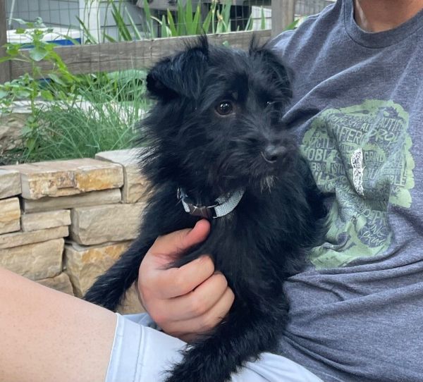 Ranger aka Ace