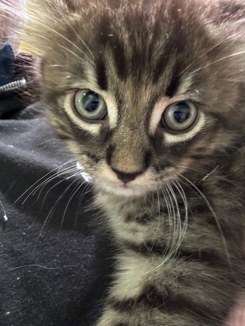 Pepper