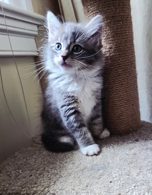 Fluffy Muffy