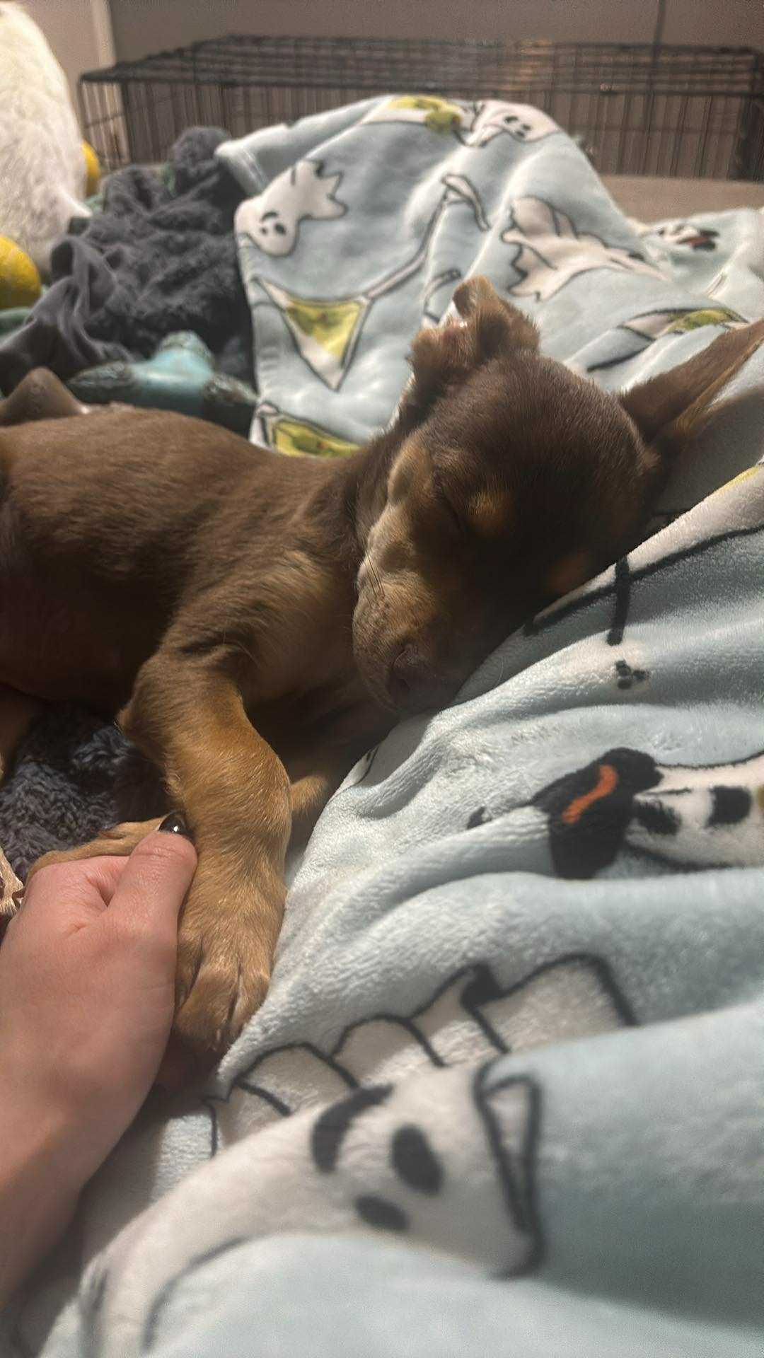 Luca