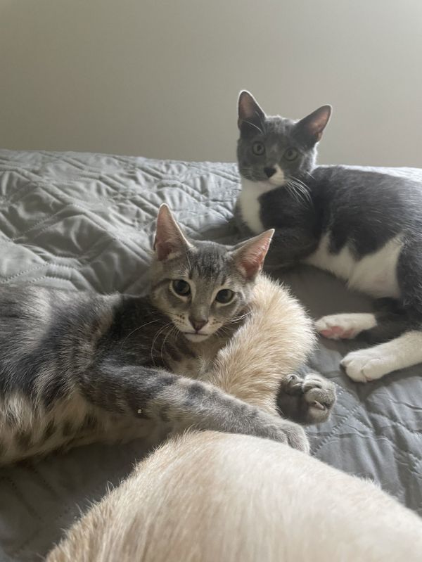 Pancake Jr. &amp; Jelly Bean - KITTENS in foster