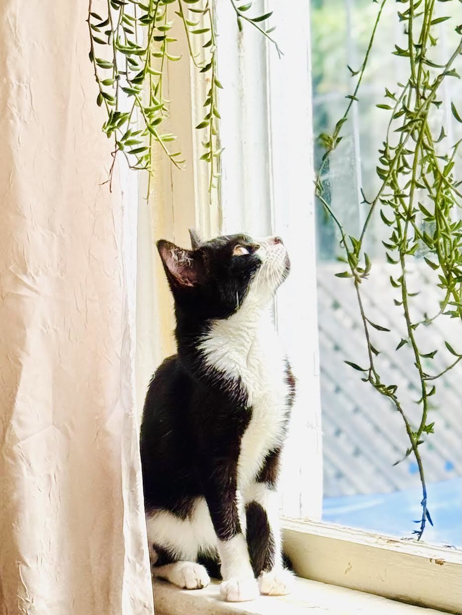 Delilah