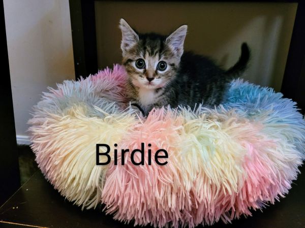 Birdie