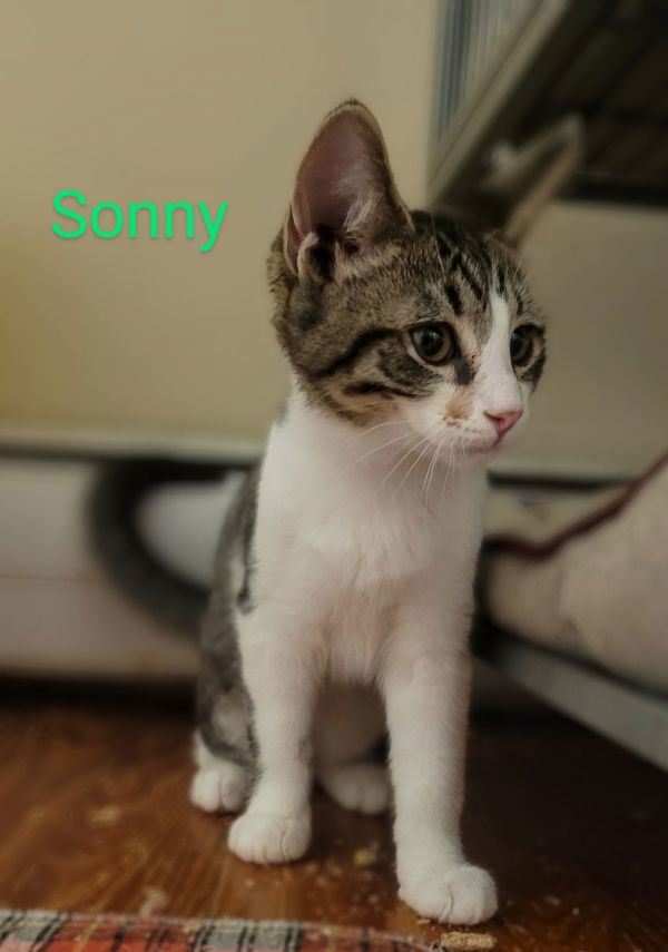 Sonny